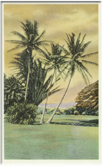 Palm trees on a grassy field in Hawai’i